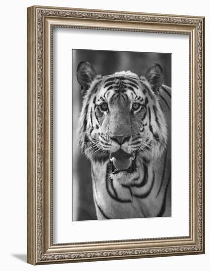 Close-up photo of bengal tiger (Panthera tigris tigris), India-Panoramic Images-Framed Photographic Print