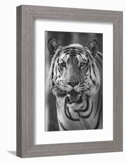 Close-up photo of bengal tiger (Panthera tigris tigris), India-Panoramic Images-Framed Photographic Print