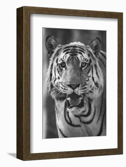 Close-up photo of bengal tiger (Panthera tigris tigris), India-Panoramic Images-Framed Photographic Print