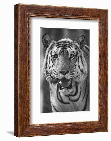 Close-up photo of bengal tiger (Panthera tigris tigris), India-Panoramic Images-Framed Photographic Print