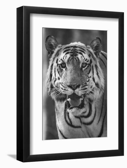 Close-up photo of bengal tiger (Panthera tigris tigris), India-Panoramic Images-Framed Photographic Print