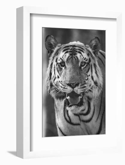 Close-up photo of bengal tiger (Panthera tigris tigris), India-Panoramic Images-Framed Photographic Print