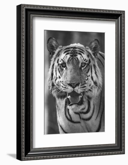 Close-up photo of bengal tiger (Panthera tigris tigris), India-Panoramic Images-Framed Photographic Print