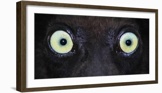 Close-up photo of black lemur (Eulemur macaco) eyes, Palmarium, Madagascar-Panoramic Images-Framed Photographic Print