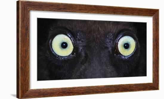 Close-up photo of black lemur (Eulemur macaco) eyes, Palmarium, Madagascar-Panoramic Images-Framed Photographic Print