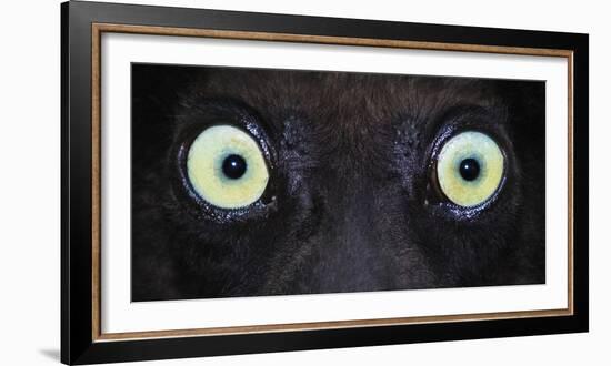 Close-up photo of black lemur (Eulemur macaco) eyes, Palmarium, Madagascar-Panoramic Images-Framed Photographic Print