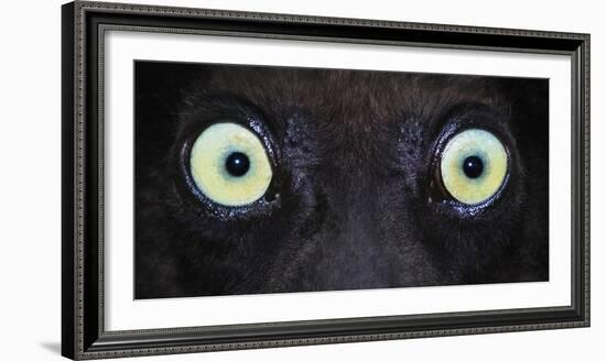 Close-up photo of black lemur (Eulemur macaco) eyes, Palmarium, Madagascar-Panoramic Images-Framed Photographic Print