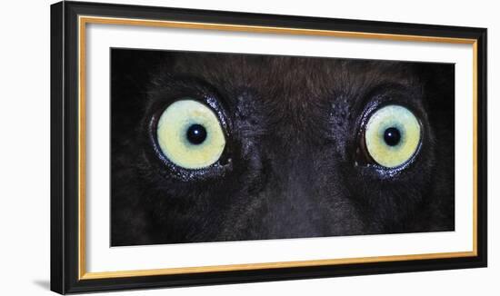 Close-up photo of black lemur (Eulemur macaco) eyes, Palmarium, Madagascar-Panoramic Images-Framed Photographic Print