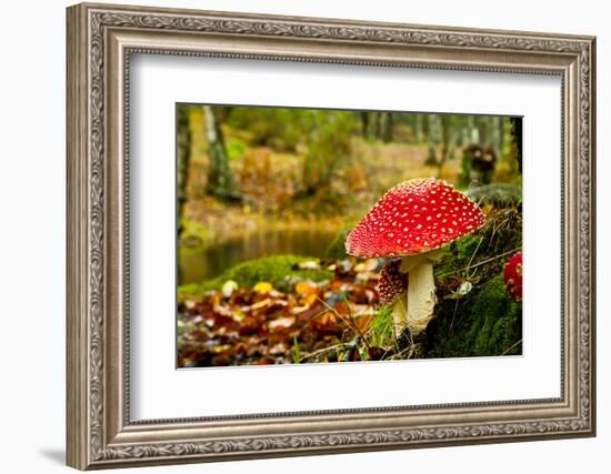 Close-Up Picture of a Amanita Poisonous Mushroom in Nature-iko-Framed Photographic Print