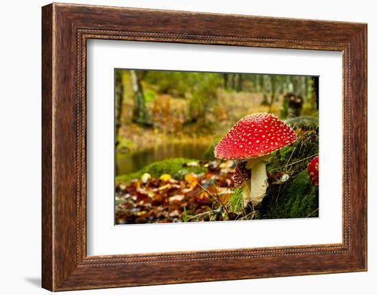 Close-Up Picture of a Amanita Poisonous Mushroom in Nature-iko-Framed Photographic Print