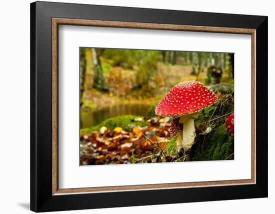 Close-Up Picture of a Amanita Poisonous Mushroom in Nature-iko-Framed Photographic Print