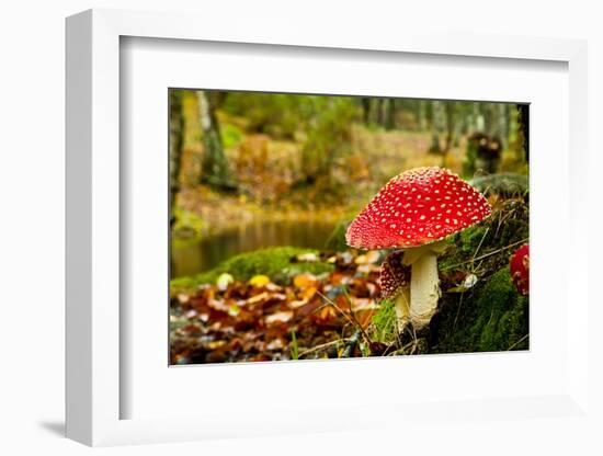 Close-Up Picture of a Amanita Poisonous Mushroom in Nature-iko-Framed Photographic Print