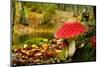 Close-Up Picture of a Amanita Poisonous Mushroom in Nature-iko-Mounted Photographic Print