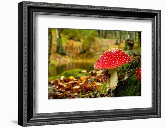 Close-Up Picture of a Amanita Poisonous Mushroom in Nature-iko-Framed Photographic Print