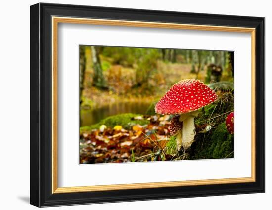 Close-Up Picture of a Amanita Poisonous Mushroom in Nature-iko-Framed Photographic Print
