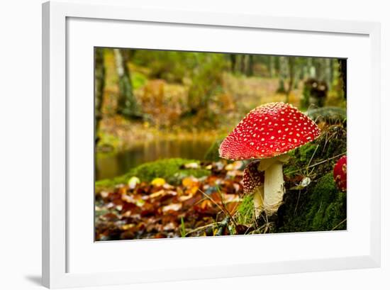 Close-Up Picture of a Amanita Poisonous Mushroom in Nature-iko-Framed Photographic Print