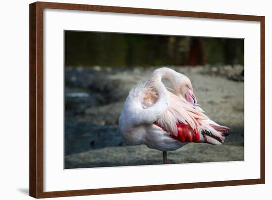 Close-Up Pink Flamingo Portrait. Wildlife Bird.-TextureWorld-Framed Photographic Print