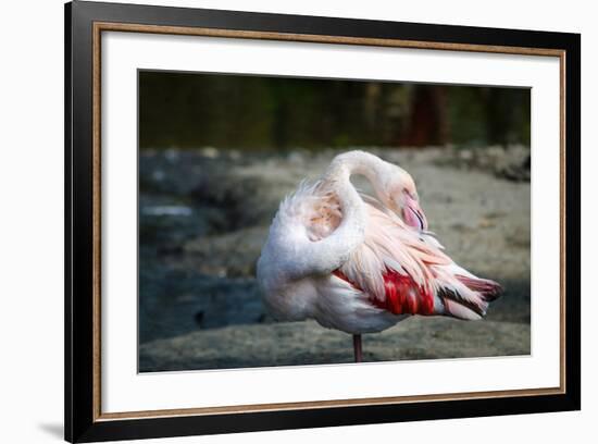 Close-Up Pink Flamingo Portrait. Wildlife Bird.-TextureWorld-Framed Photographic Print