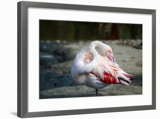 Close-Up Pink Flamingo Portrait. Wildlife Bird.-TextureWorld-Framed Photographic Print