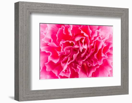 Close up Pink Flower Background-Stockforlife-Framed Photographic Print