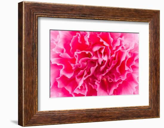 Close up Pink Flower Background-Stockforlife-Framed Photographic Print