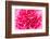 Close up Pink Flower Background-Stockforlife-Framed Photographic Print