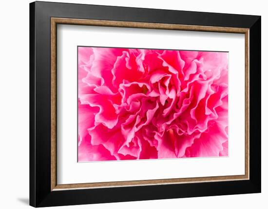 Close up Pink Flower Background-Stockforlife-Framed Photographic Print