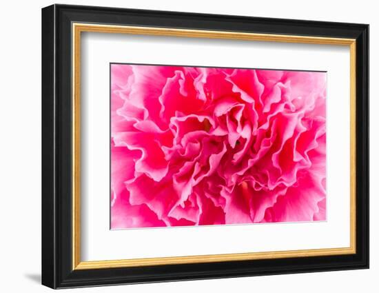 Close up Pink Flower Background-Stockforlife-Framed Photographic Print