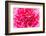 Close up Pink Flower Background-Stockforlife-Framed Photographic Print