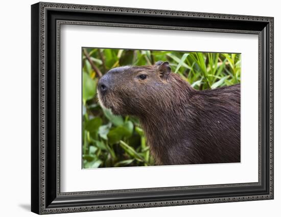 Close-up portrait of a capybara (Hydrochaeris hydrochaeris), Pantanal, Mato Grosso, Brazil, South A-Sergio Pitamitz-Framed Photographic Print