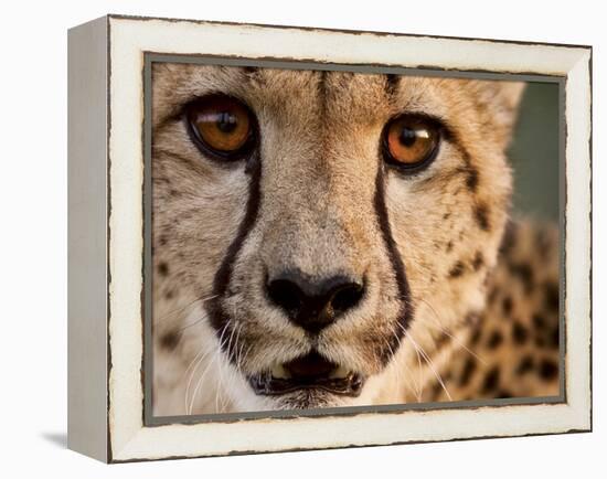 Close Up Portrait of a Cheetah.-Karine Aigner-Framed Premier Image Canvas