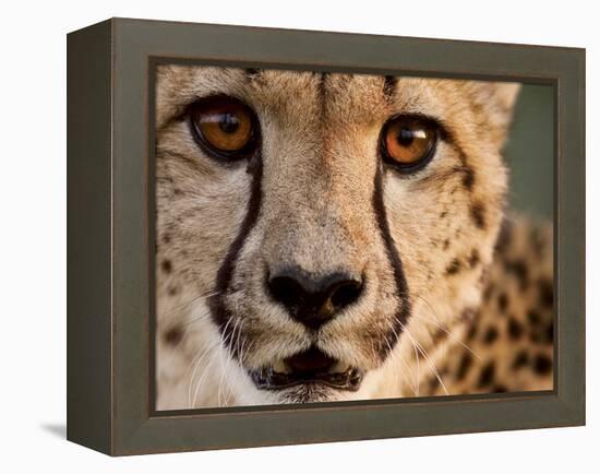 Close Up Portrait of a Cheetah.-Karine Aigner-Framed Premier Image Canvas