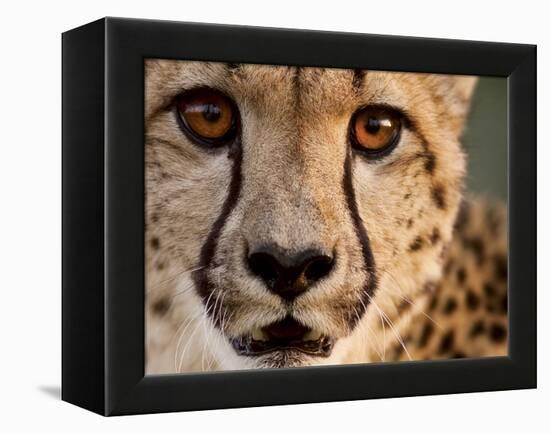 Close Up Portrait of a Cheetah.-Karine Aigner-Framed Premier Image Canvas