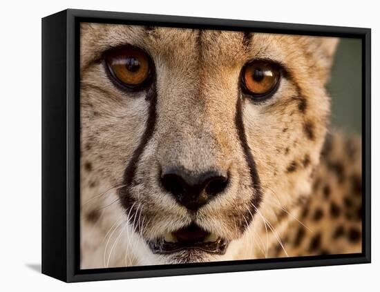 Close Up Portrait of a Cheetah.-Karine Aigner-Framed Premier Image Canvas