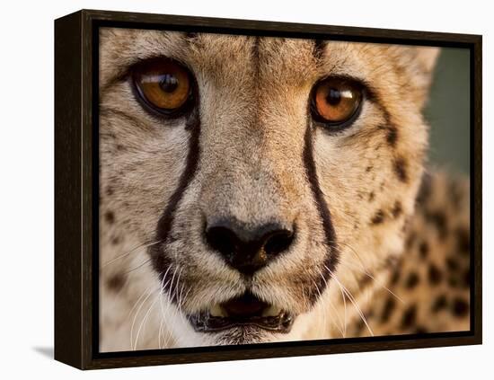 Close Up Portrait of a Cheetah.-Karine Aigner-Framed Premier Image Canvas