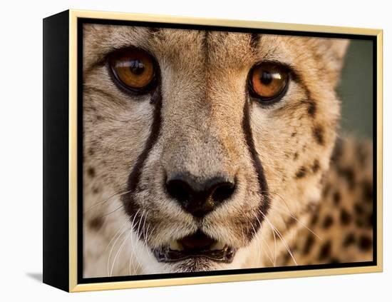 Close Up Portrait of a Cheetah.-Karine Aigner-Framed Premier Image Canvas