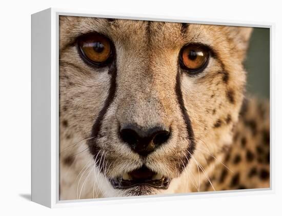 Close Up Portrait of a Cheetah.-Karine Aigner-Framed Premier Image Canvas