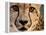 Close Up Portrait of a Cheetah.-Karine Aigner-Framed Premier Image Canvas