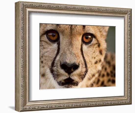 Close Up Portrait of a Cheetah.-Karine Aigner-Framed Photographic Print