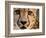 Close Up Portrait of a Cheetah.-Karine Aigner-Framed Photographic Print