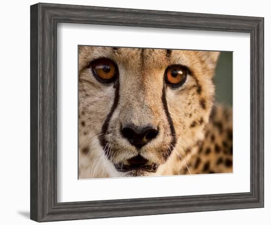 Close Up Portrait of a Cheetah.-Karine Aigner-Framed Photographic Print