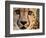 Close Up Portrait of a Cheetah.-Karine Aigner-Framed Photographic Print