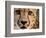 Close Up Portrait of a Cheetah.-Karine Aigner-Framed Photographic Print