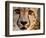 Close Up Portrait of a Cheetah.-Karine Aigner-Framed Photographic Print