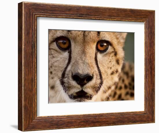 Close Up Portrait of a Cheetah.-Karine Aigner-Framed Photographic Print