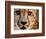 Close Up Portrait of a Cheetah.-Karine Aigner-Framed Photographic Print