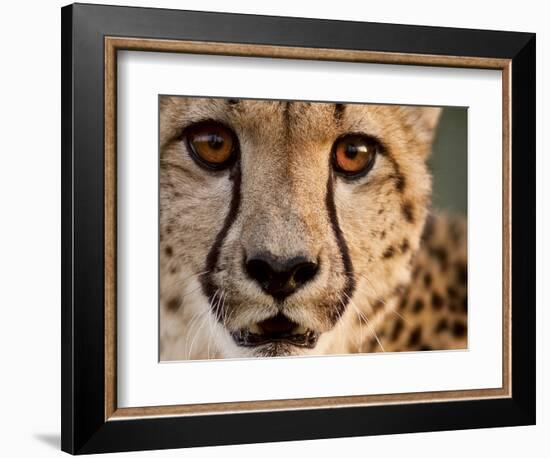 Close Up Portrait of a Cheetah.-Karine Aigner-Framed Photographic Print