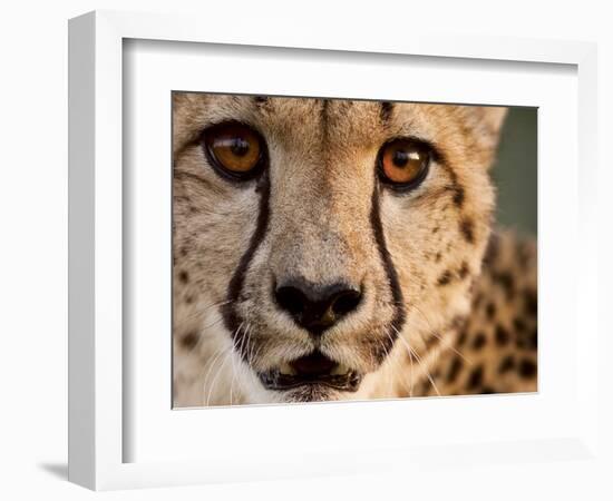 Close Up Portrait of a Cheetah.-Karine Aigner-Framed Photographic Print