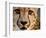 Close Up Portrait of a Cheetah.-Karine Aigner-Framed Photographic Print