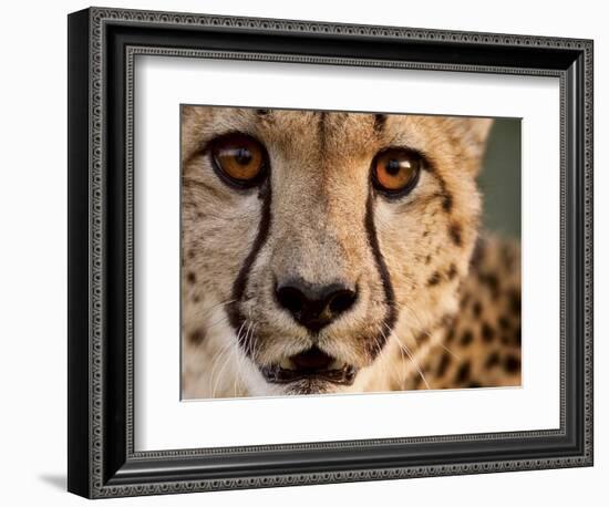 Close Up Portrait of a Cheetah.-Karine Aigner-Framed Photographic Print